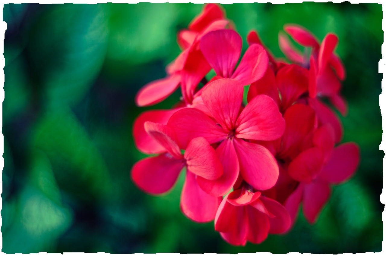 Geranium flower