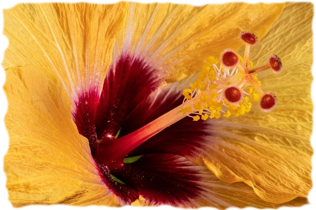 Close-up of a yellow flower