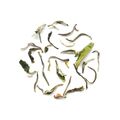 Rohini Blossom White