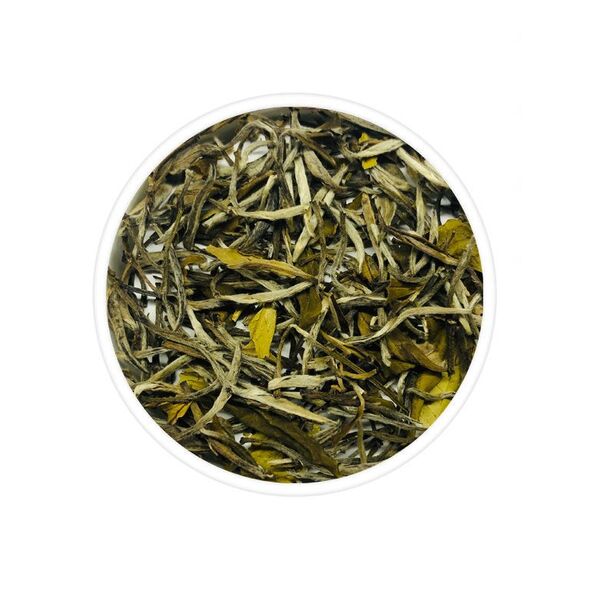 Chabessey Silvery Elegance
