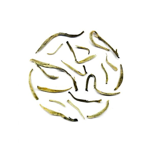 Chabessey Silvery Elegance