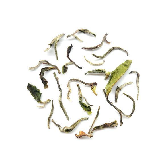 Rohini Blossom White